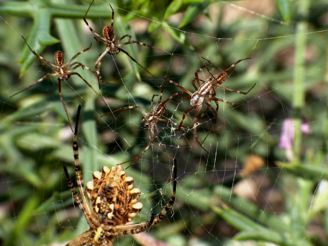 Femmina di Argiope lobata piacente  - Palau (OT)